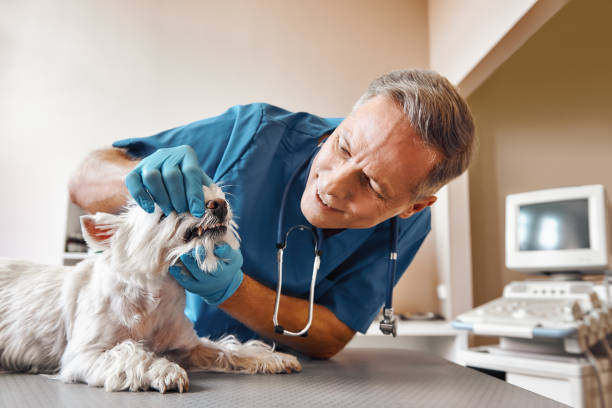Best Emergency Root Canal Treatment in Seattle, WA
